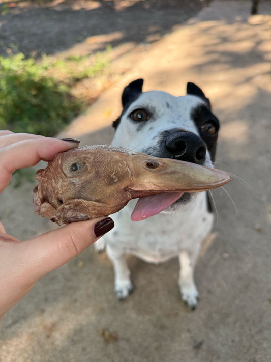Dog enjoying a freeze-dried duck head treat — single-ingredient, natural chew for dogs, high in protein and ethically sourced from USA farms