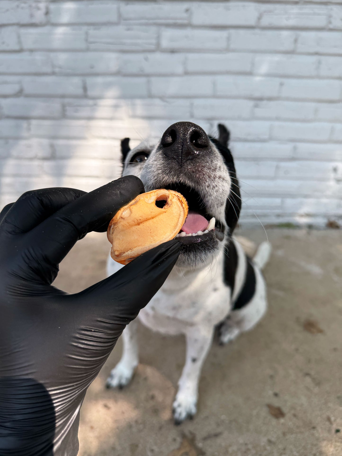Dog eating freeze-dried green lipped mussel treat – natural single ingredient pet snack from New Zealand, ethically sourced and nutrient-rich.