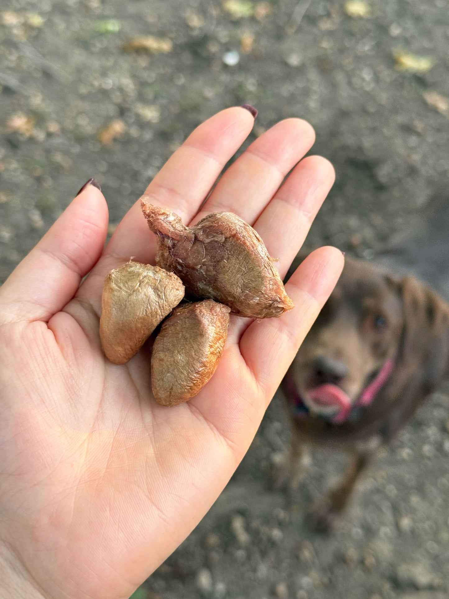 Hand holding freeze dried chicken hearts with a dog in the background waiting.