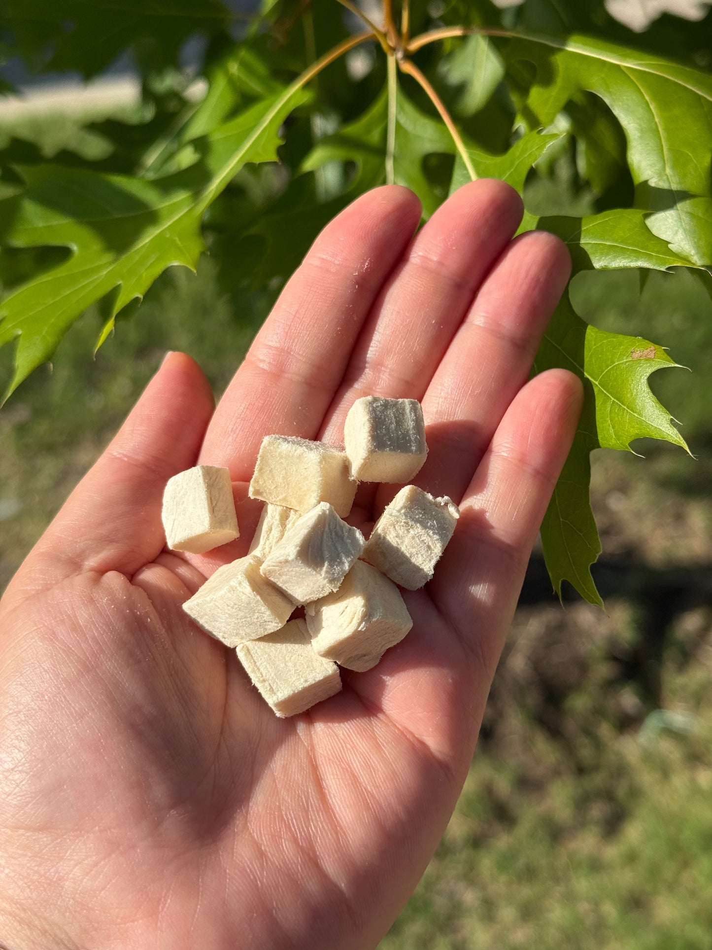 CHICKEN BREAST BITES