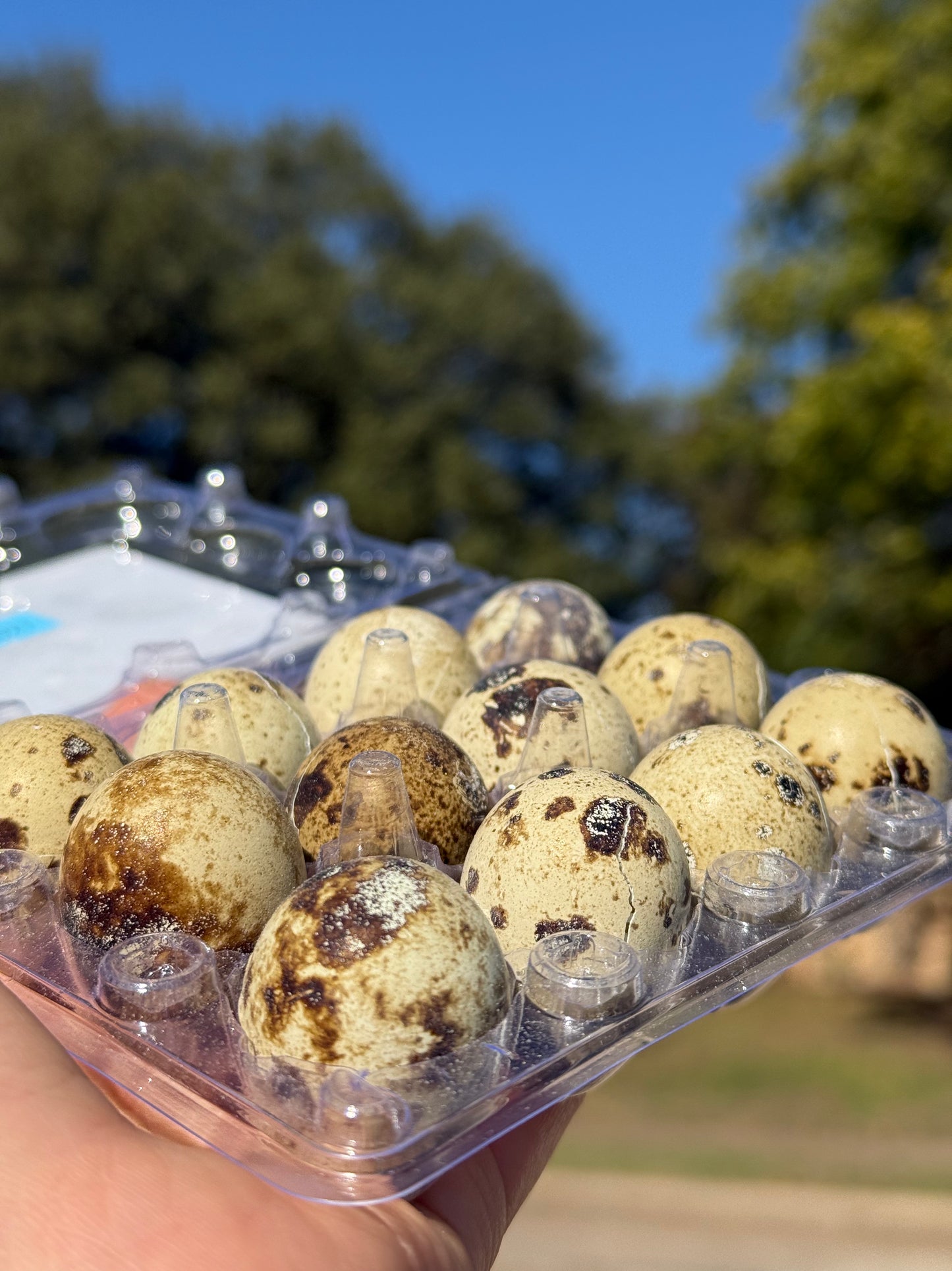Whole Quail Eggs