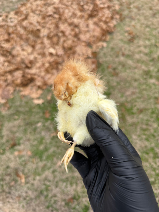 BABY CHICKS