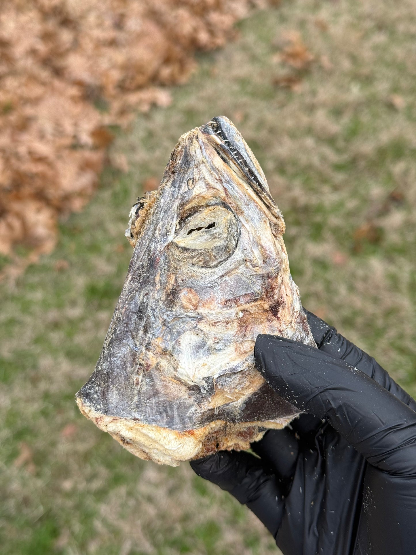 HOKI FISH HEADS