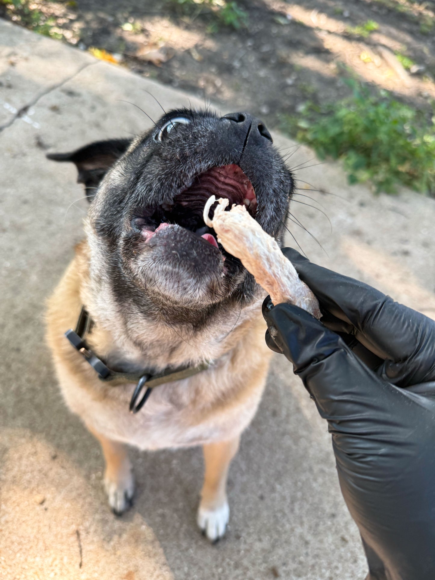 Dog eating a freeze-dried chicken neck dog treat, a natural single-ingredient chew for pets.