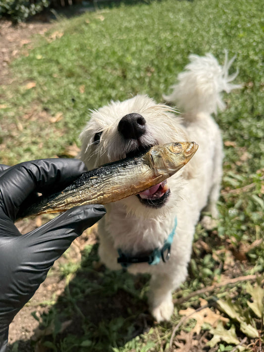 Dog eating a freeze-dried sardine treat — natural single-ingredient dog snack, rich in omega-3 and protein, ethically sourced.