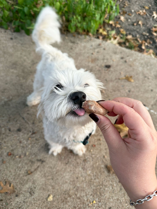 Small white dog eagerly waiting for chicken heart treat