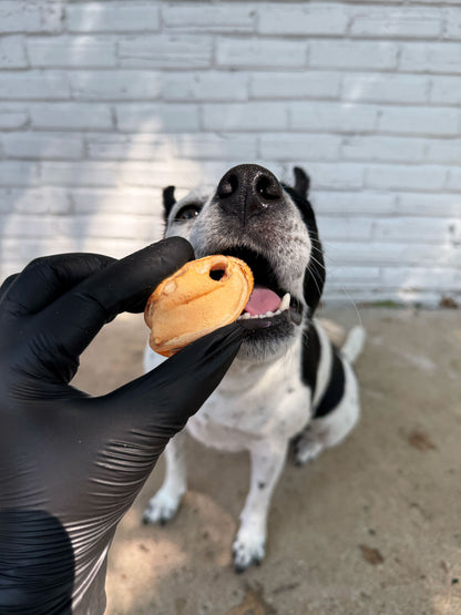 Dog eating freeze-dried green lipped mussel treat – natural single ingredient pet snack from New Zealand, ethically sourced and nutrient-rich.