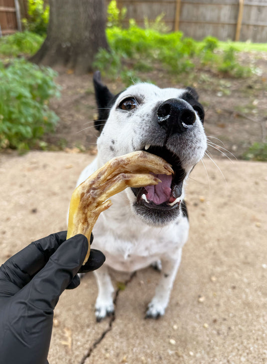 A dog eating freeze dried duck feet treat