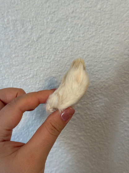 RABBIT FEET (FRONT/BACK)