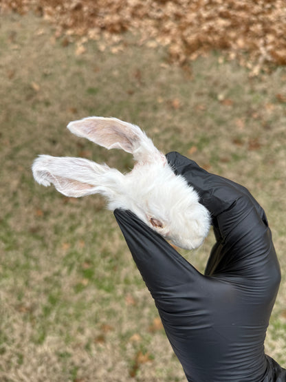 RABBIT HEAD (HALF/WHOLE)