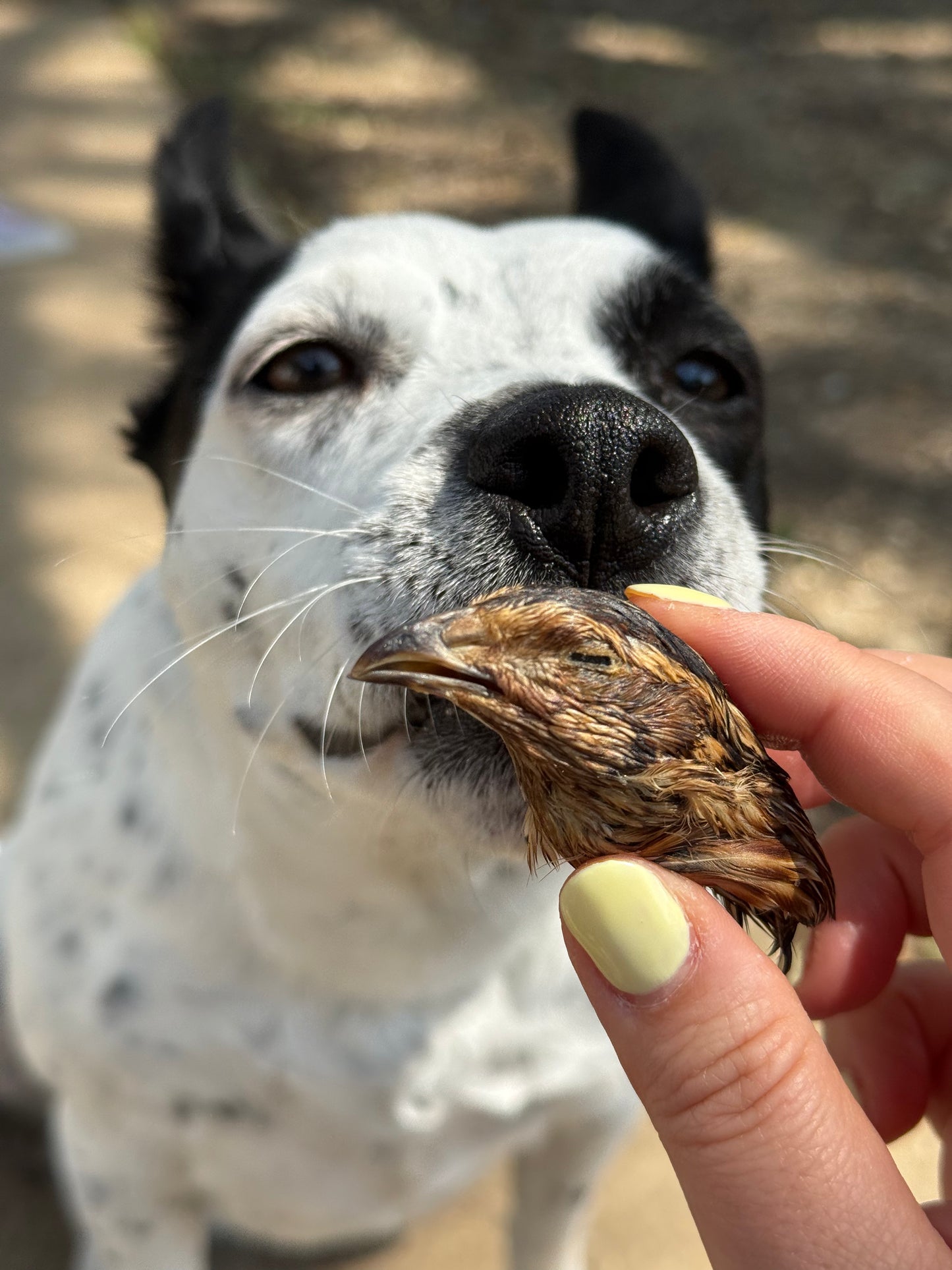 QUAIL HEADS