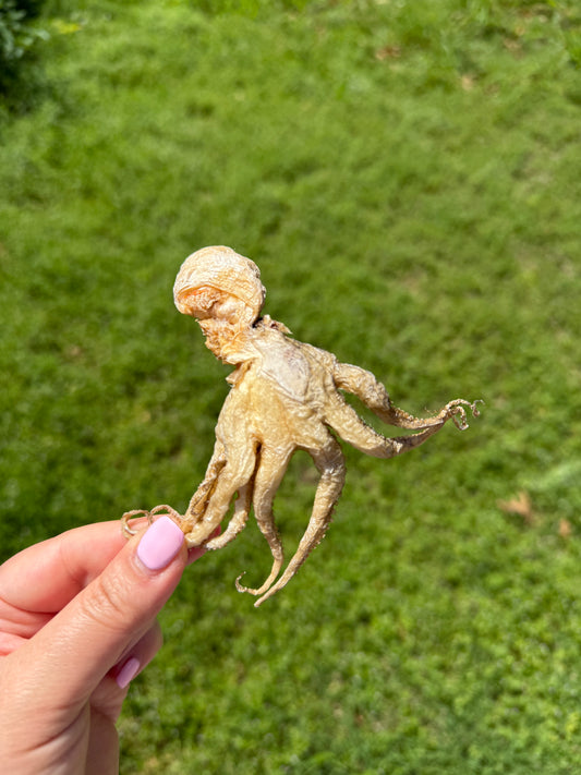 BABY OCTOPUS