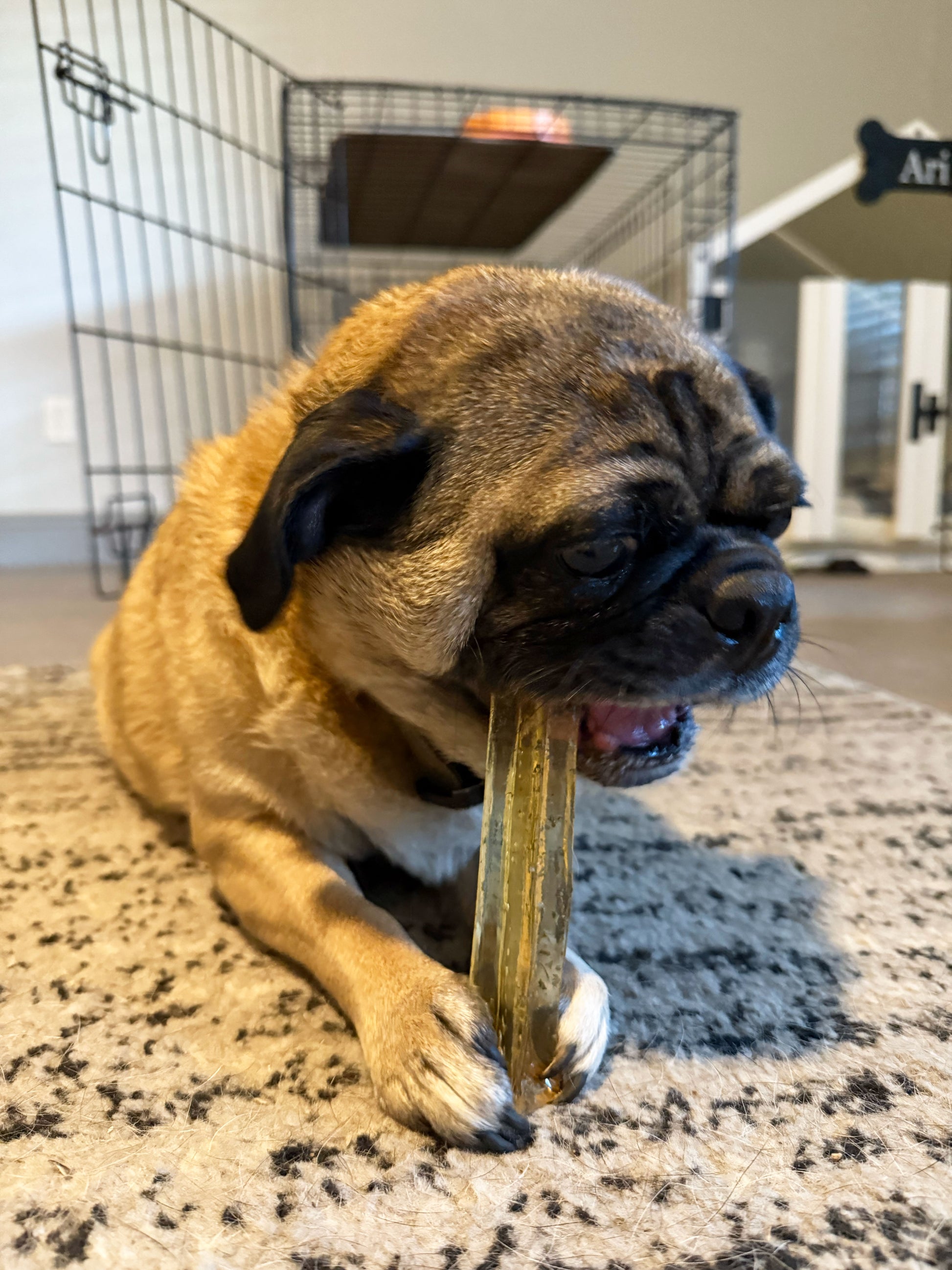 A pug chewing on pork parsley dental chew