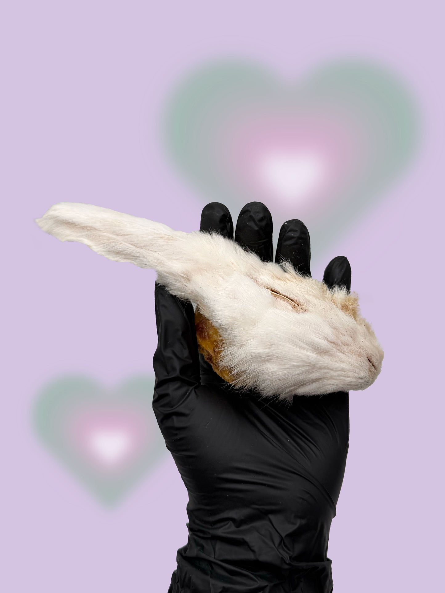 Freeze Dried Rabbit Head treat for dogs