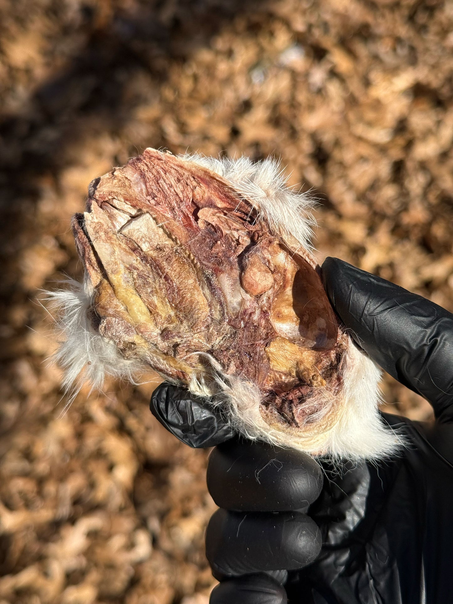 RABBIT HEAD (HALF/WHOLE)