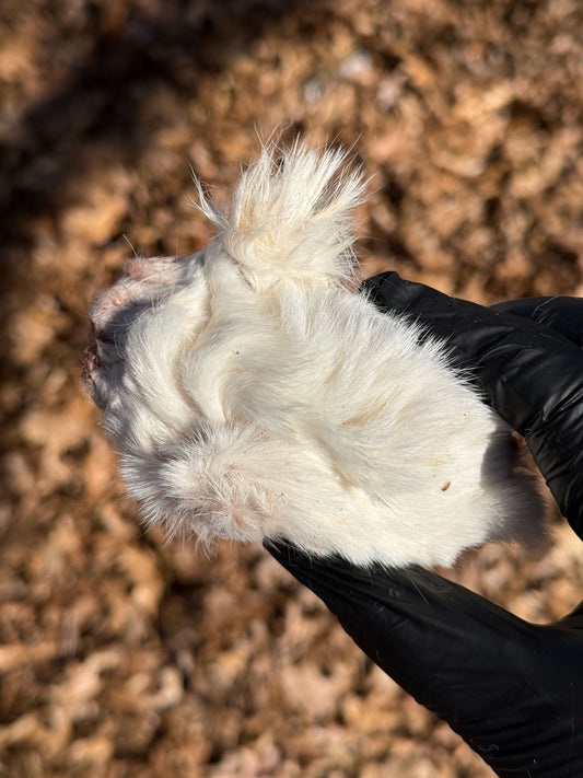 RABBIT HEAD (HALF/WHOLE)