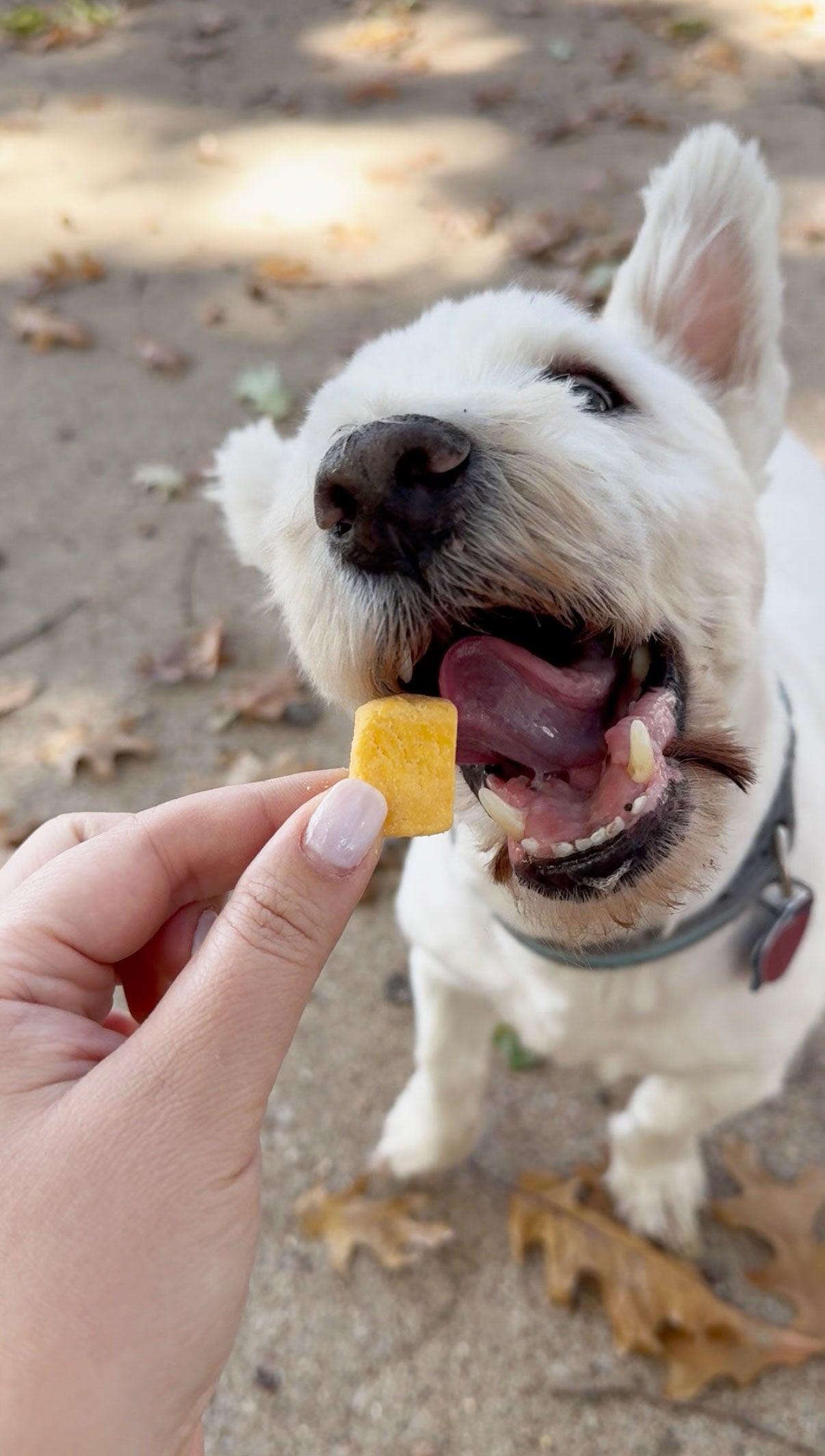CHEDDAR CHEESE