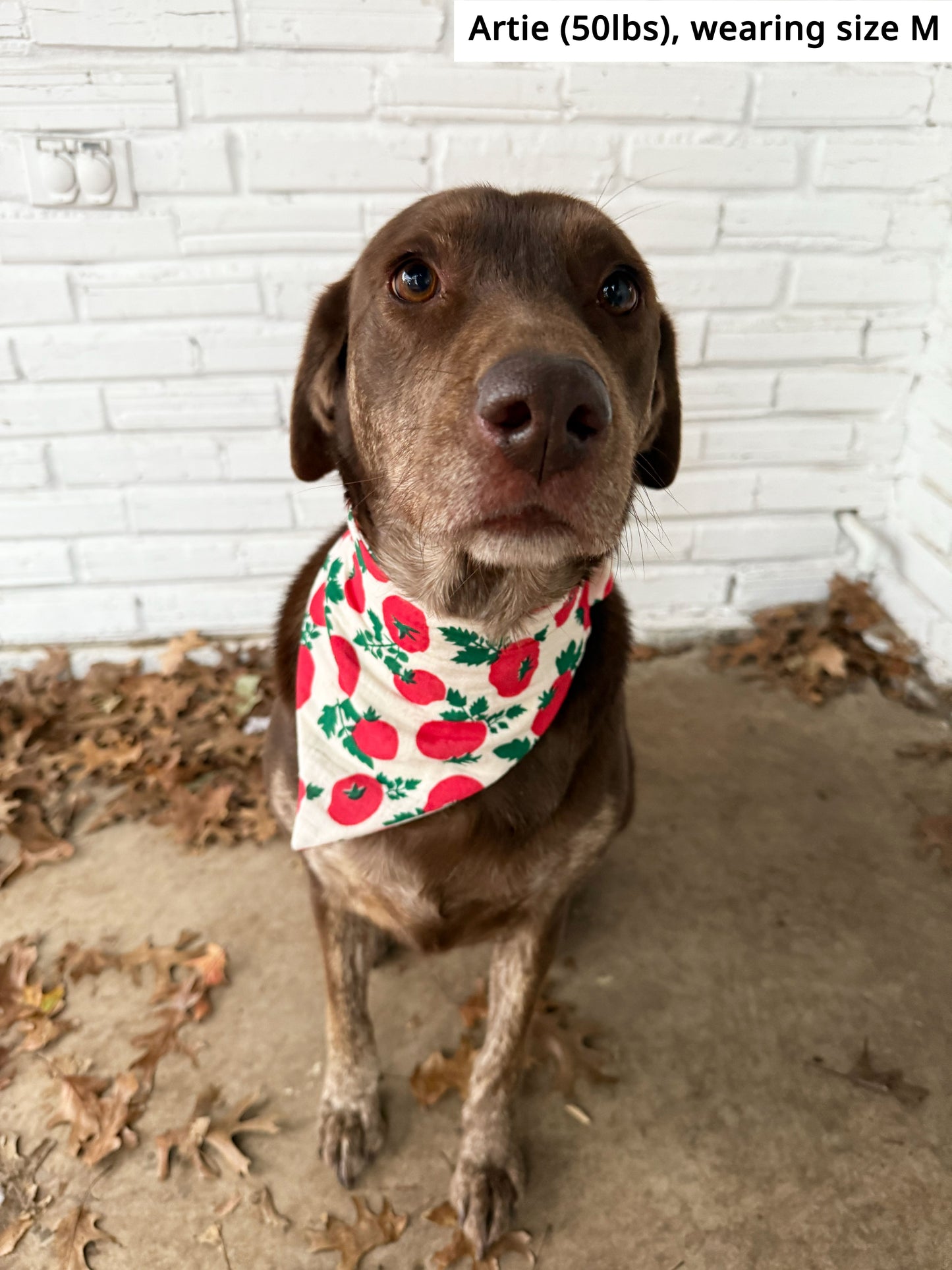 Tomato Bandana
